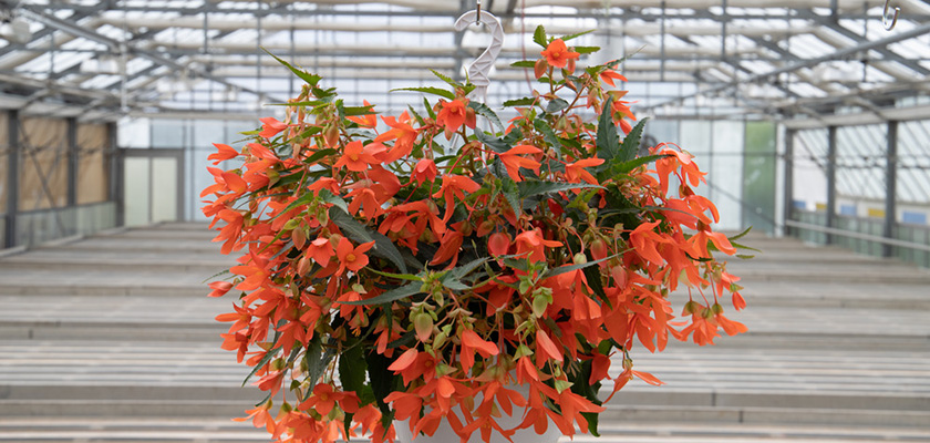 Begonia boliviensis F₁ Groovy Orange | Benary